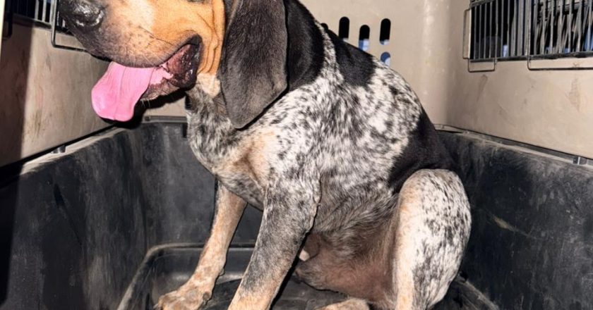 FISCALÍA DE NAYARIT EJECUTA CATEO POR DELITOS AMBIENTALES