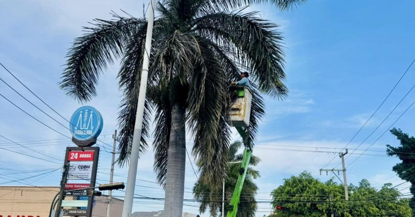 AYUNTAMIENTO DE TEPIC REALIZA PODA DE PALMERAS EN AV. JACARANDAS