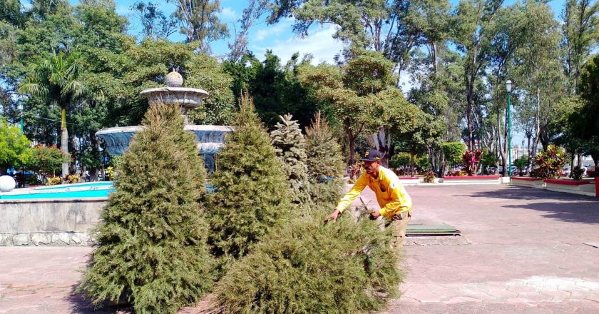 PINOS NAVIDEÑOS SE TRANSFORMAN EN COMPOSTA