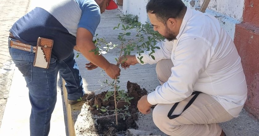 ACAPONETA SE LLENA DE VIDA VERDE