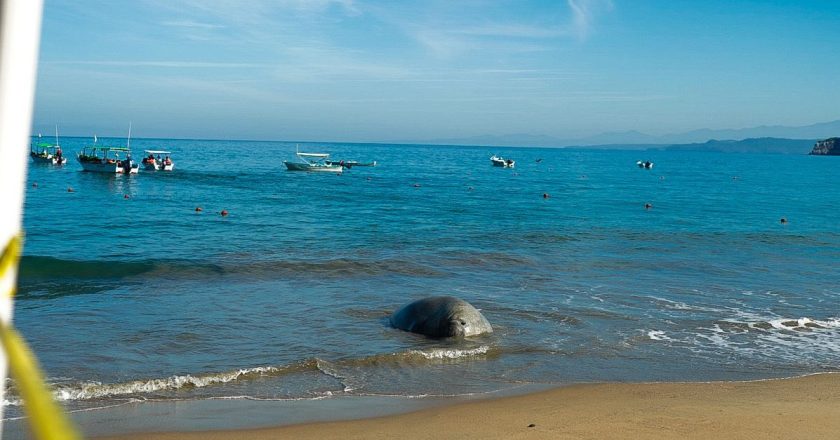 PROTEGEN A ELEFANTE MARINO EN PLAYAS DE NAYARIT