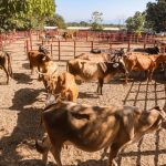 Héctor Santana seguirá fortaleciendo al sector ganadero