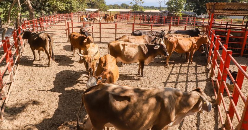 Héctor Santana seguirá fortaleciendo al sector ganadero