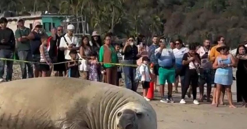 Concluye operativo para proteger a elefante marino en playas de Nayarit