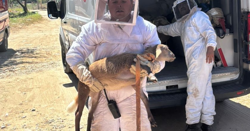 Atención a reporte de enjambre de abejas