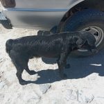 POLICÍA ESTATAL ATIENDE REPORTE POR PRESUNTO MALTRATO ANIMAL EN TEPIC