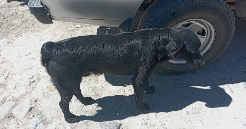 POLICÍA ESTATAL ATIENDE REPORTE POR PRESUNTO MALTRATO ANIMAL EN TEPIC