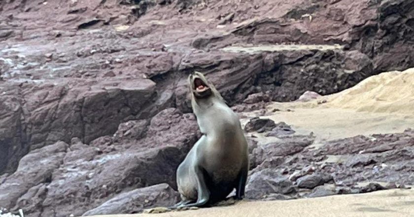 VISITA DE LOBO MARINO EN PLAYA LOS VENADOS