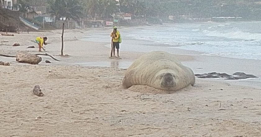ELEFANTE MARINO VISITA PLAYAS DE BAHÍA DE BANDERAS
