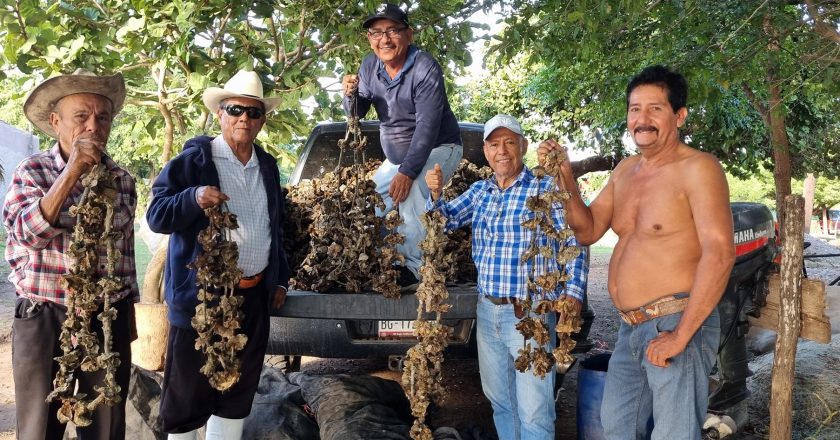 MANUEL SALCEDO IMPULSA LA ECONOMÍA ACUÍCOLA EN ACAPONETA