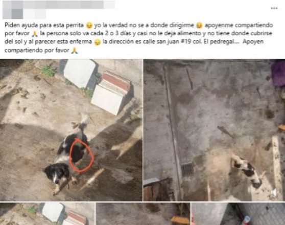 Rescata SSPC a canino en la capital nayarita