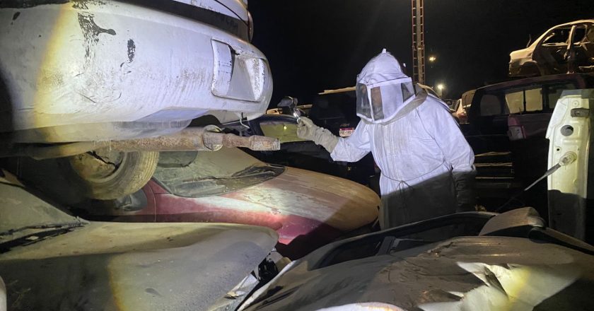 ATIENDEN EMERGENCIA POR ENJAMBRE DE ABEJAS EN IXTAPA Y RESCATAN A DOS PERSONAS
