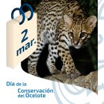 2 DE MARZO | DÍA DE LA CONSERVACIÓN DEL OCELOTE