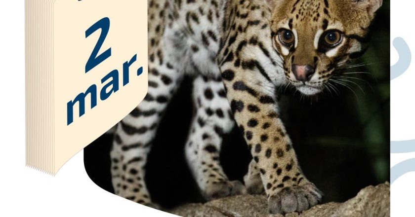 2 DE MARZO | DÍA DE LA CONSERVACIÓN DEL OCELOTE