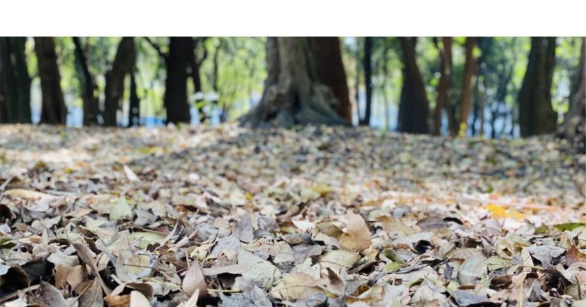 PREVIENE INCENDIOS DURANTE LA TEMPORADA DE ESTIAJE