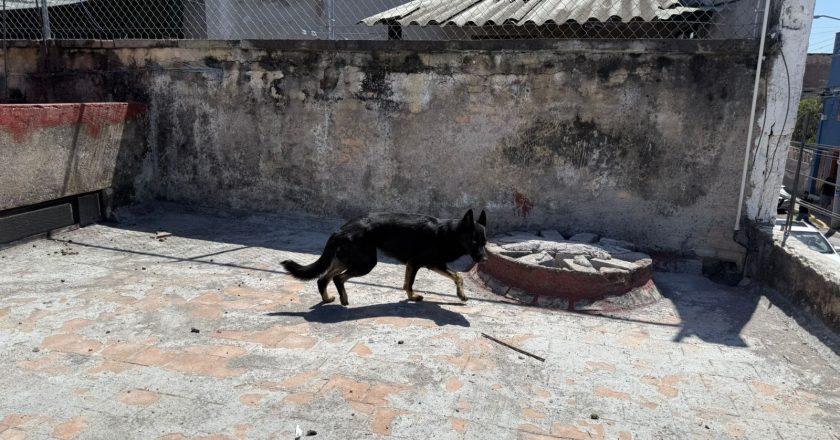 SSPC ATIENDE REPORTE DE PRESUNTO MALTRATO ANIMAL EN TEPIC