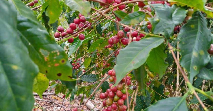 “CAFÉ NAYARIT” OBTIENE DENOMINACIÓN DE ORIGEN